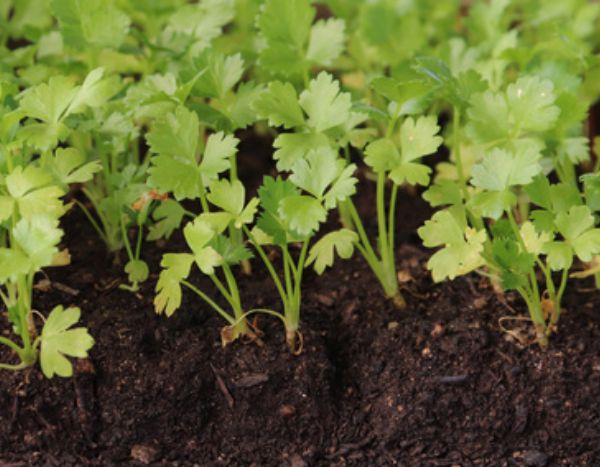 How to sow celery?