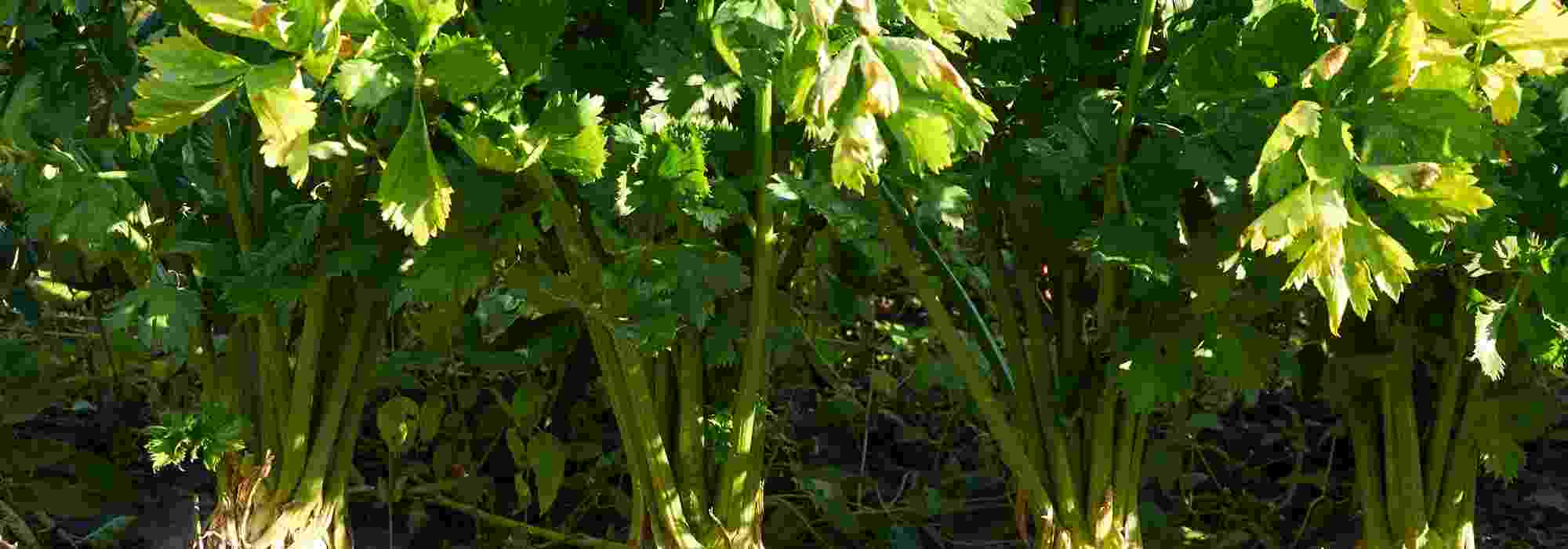 Celery Diseases and Pests: Identification and Solutions