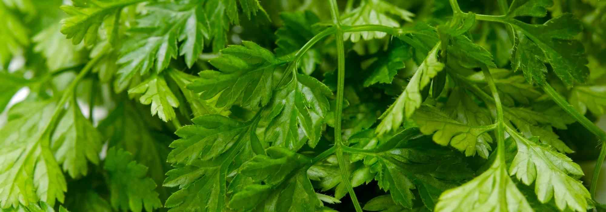 Diseases and parasitic pests of Chervil: Identification and treatment