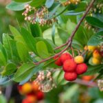 Strawberry tree: how to choose the ideal variety?