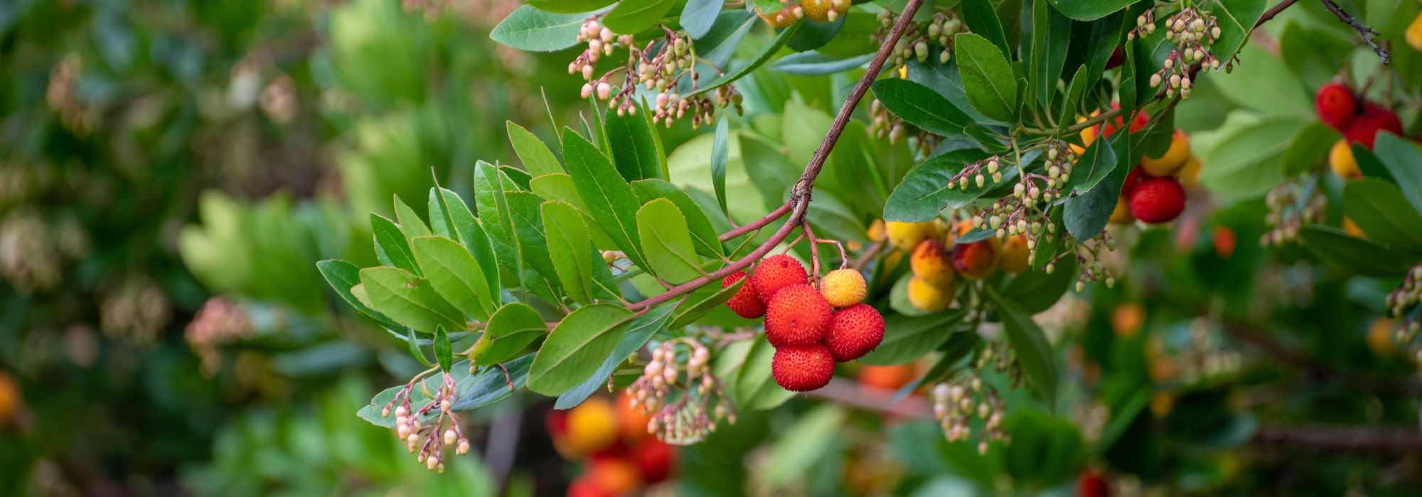 Strawberry tree: how to choose the ideal variety?