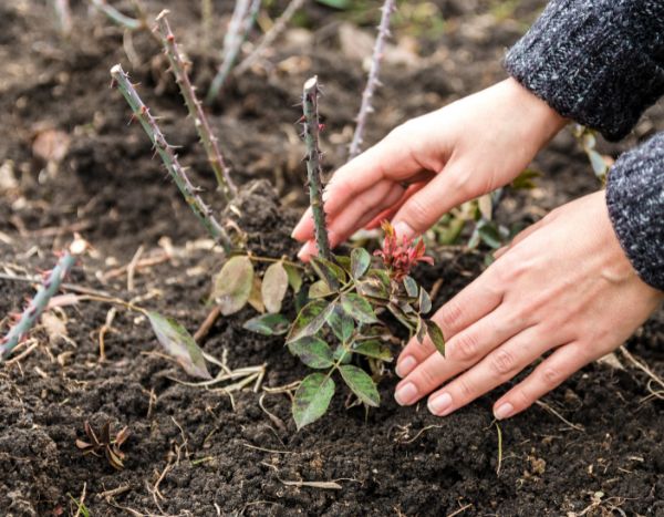 How to plant a climbing rose?