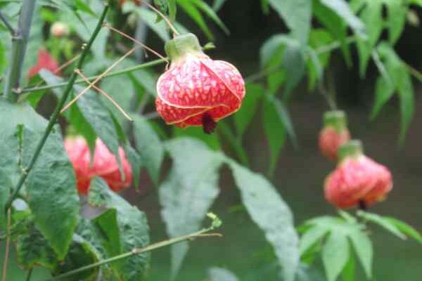 How to prune Abutilon?