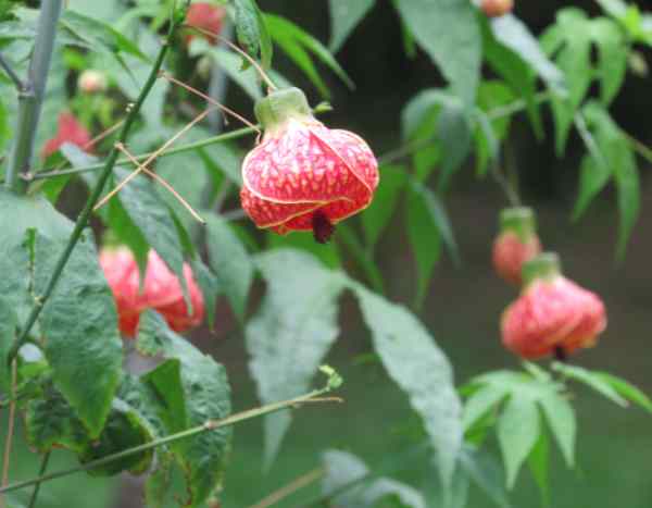 How to prune Abutilon?