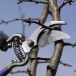 How to prune pear trees?