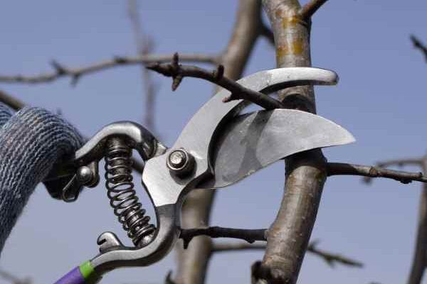 How to prune pear trees?