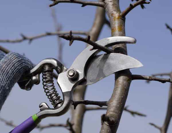 How to prune pear trees?