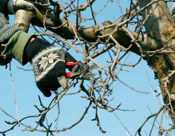 How to prune apple trees?