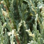 Brighten up your garden with variegated foliage conifers