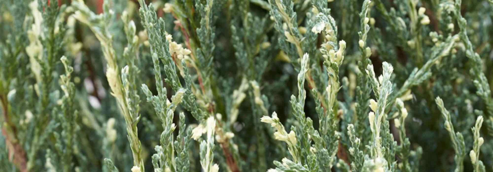 Brighten up your garden with variegated foliage conifers