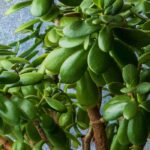 Growing Jade plant indoors