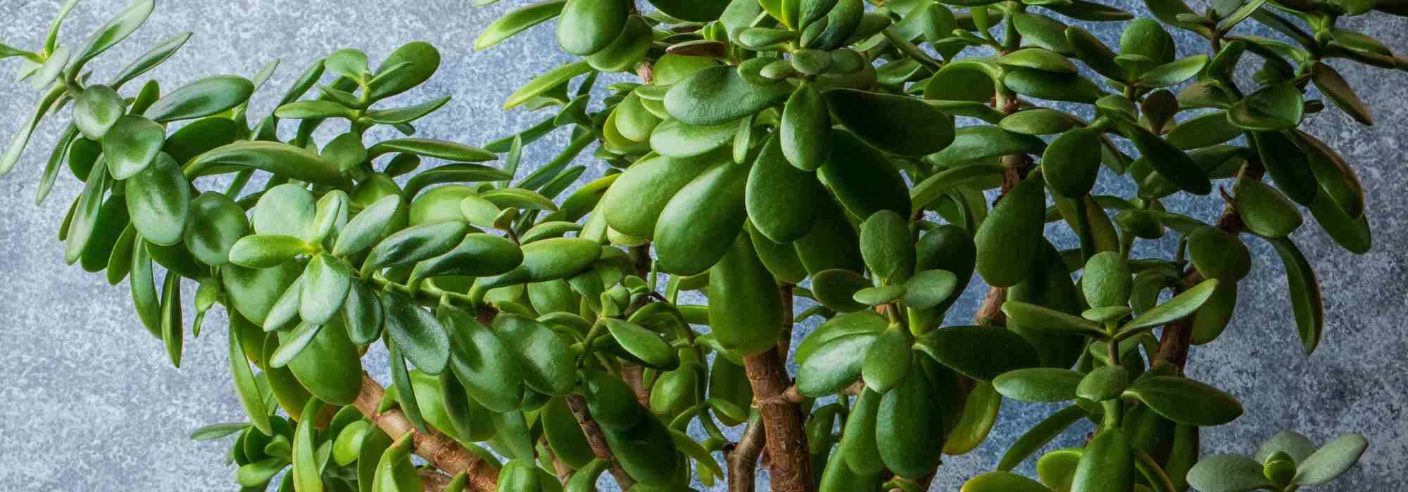 Growing Jade plant indoors