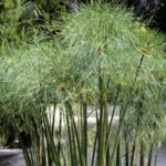 How to divide papyrus or Cyperus?