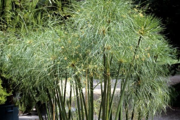 How to divide papyrus or Cyperus?