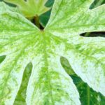 Fatsia japonica: our growing and care tips for indoor