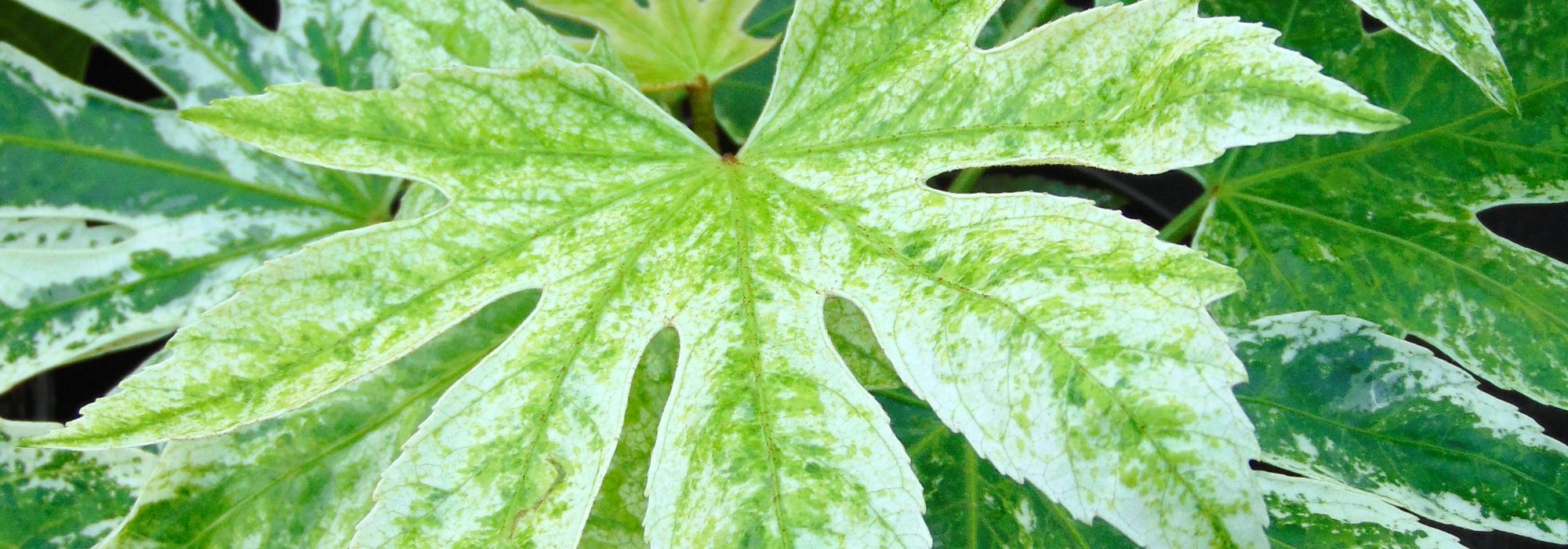 Fatsia japonica: our growing and care tips for indoor