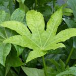 Diseases and parasitic pests of Fatsia or Japanese aralia