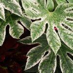 Our tips for growing a Fatsia in a pot outdoors
