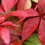 Growing Virginia creeper in a pot: tips and tricks