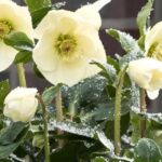 Grow yellow-flowered hellebores to brighten up winter!