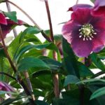 Adopt purple-flowered hellebores to brighten up winter!