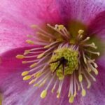 For a colourful winter, choose pink-flowered hellebores!