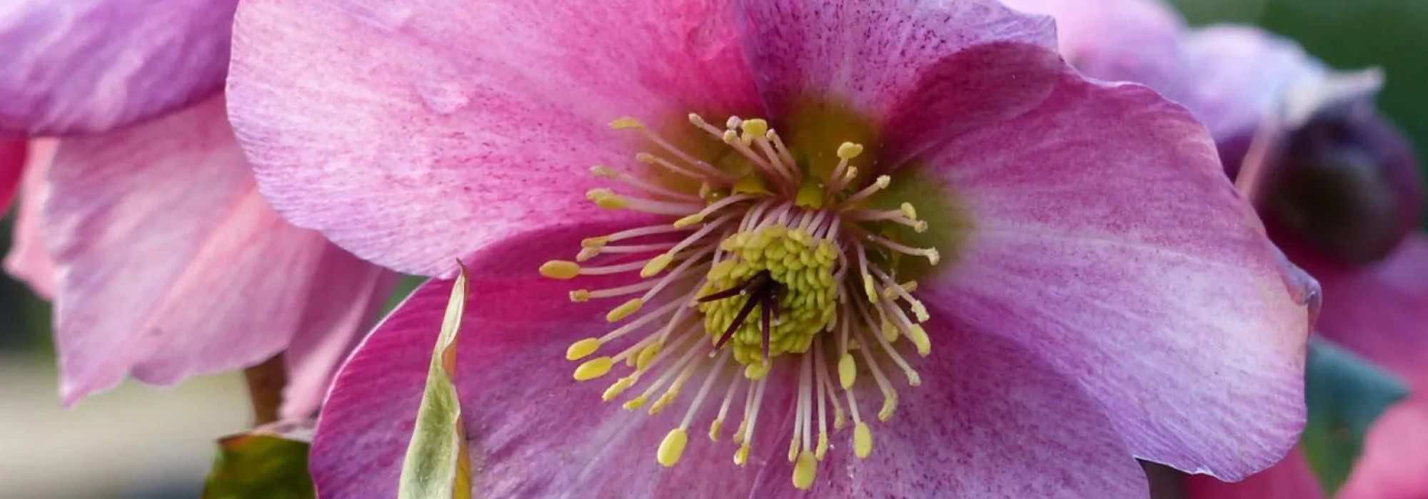 For a colourful winter, choose pink-flowered hellebores!