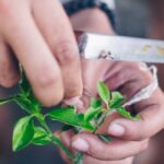 Which rootstock should I choose for healthy and productive citrus trees?