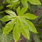 How to propagate Fatsia or Japanese aralia?