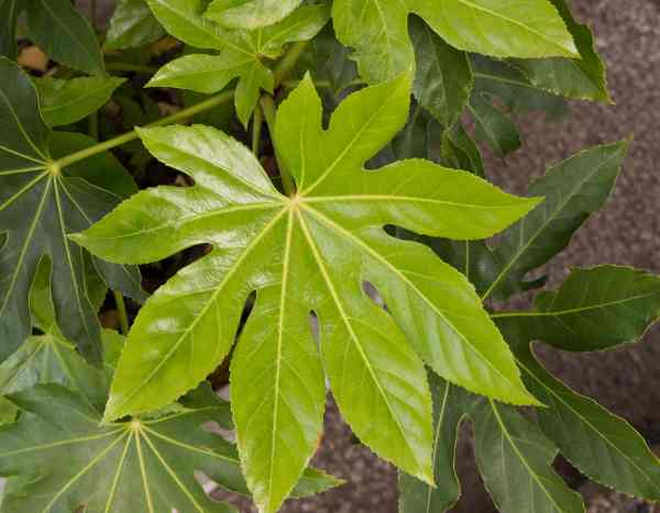 How to propagate Fatsia or Japanese aralia?