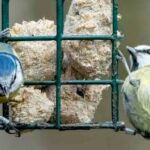 Which plants and shrubs to feed garden birds?