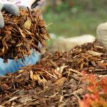 Permaculture and the organic vegetable garden: choosing an eco-friendly mulch