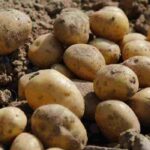 Storage potato varieties: our complete guide to choosing them
