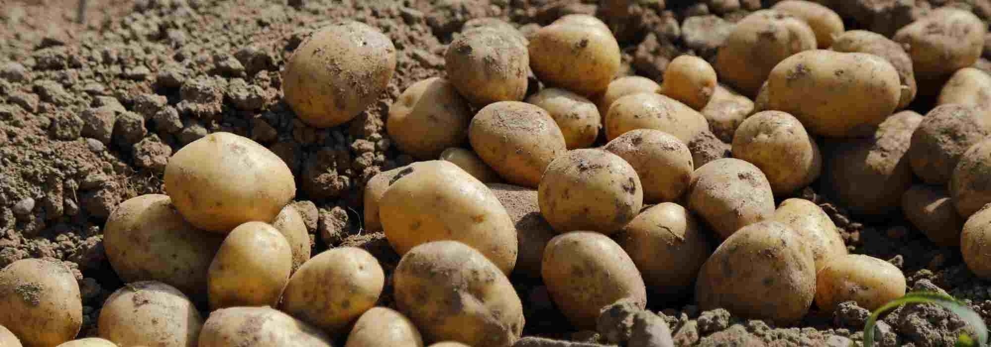 Storage potato varieties: our complete guide to choosing them