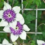 How to fail at planting your climbing plants?