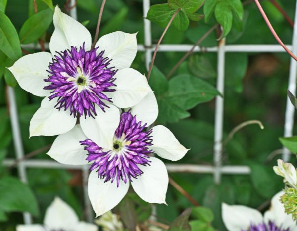 How to fail at planting your climbing plants?