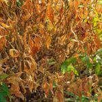 Nothing grows in my garden. Why?