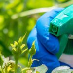 Aphids and scale insects: is black soap really effective?