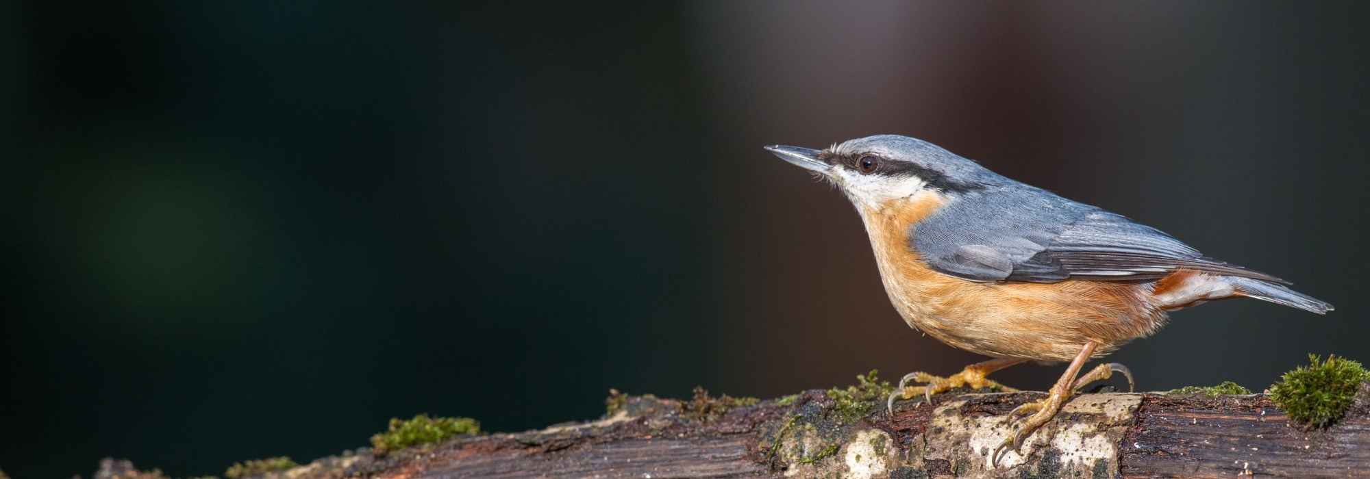 Eurasian Nuthatch: how to attract this bird to the garden?