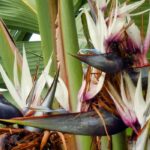Grow a Bird of paradise indoors