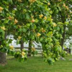 How to prune a tulip tree?