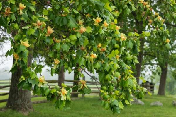 How to prune a tulip tree?
