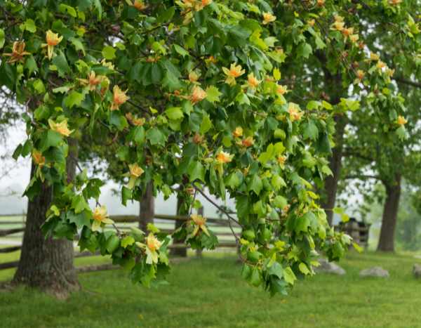 How to prune a tulip tree?