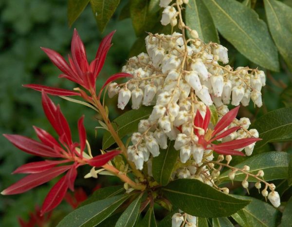How to prune Japanese andromeda or <em>Pieris</em>?