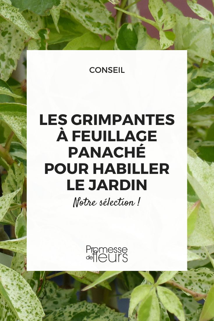 Choose climbing plants with variegated foliage to adorn your garden. Parthenocissus quinquefolia ‘Star Shower’