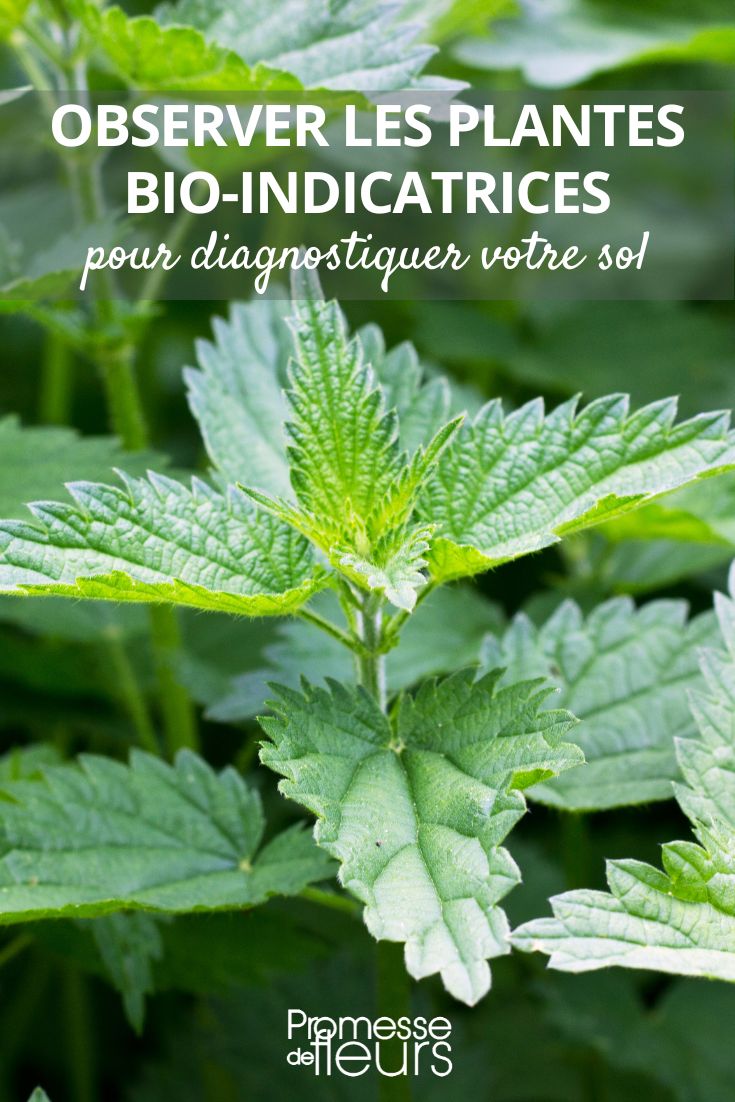 Soil indicator plant: Nettle