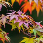 Everything you need to know about Japanese maples in 15 questions