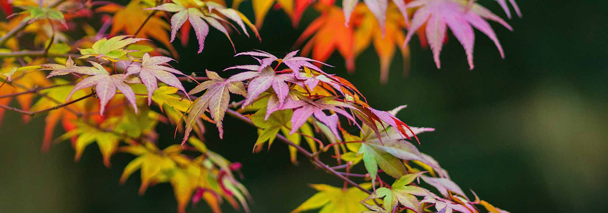 Everything you need to know about Japanese maples in 15 questions