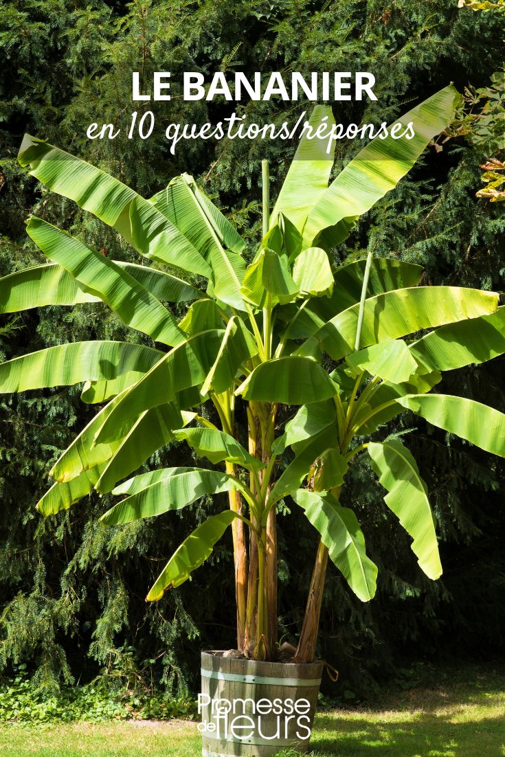 All you need to know about the banana tree
