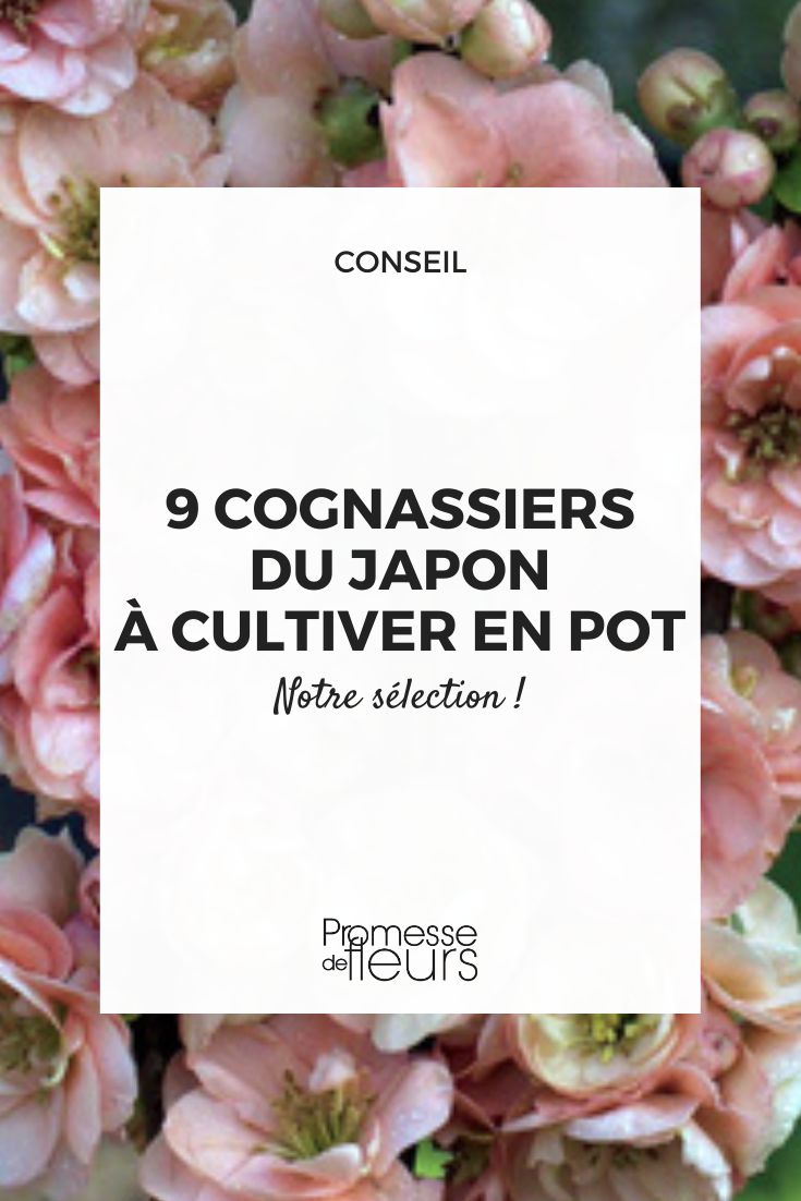 Chaenomeles superba 'Cameo'